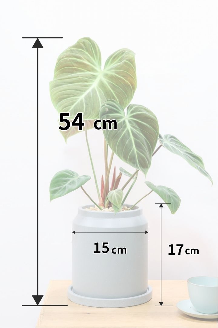 【フィロデンドロン エルチョコレッド】APEGO初入荷！ダークグリーンの美しい葉がとても素敵。表面の質感がベルベット調の美しい品種です。