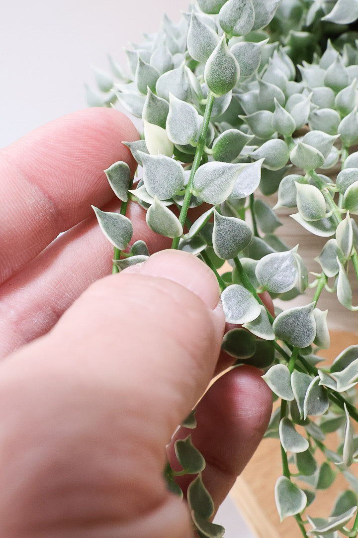 【ディスキディア ミリオンハート バリエガタ】久々の入荷！今回の葉最高の仕上がりの爽やかな葉色！ミニミニの葉がとてもかわいいです！