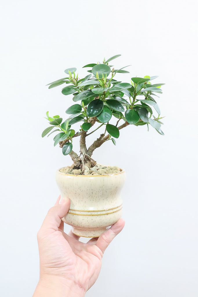 値下げしました！　パンダガジュマル極太幹　D パンダガジュマルIV61026| 観葉植物の通信販売 | APEGO(アペーゴ)