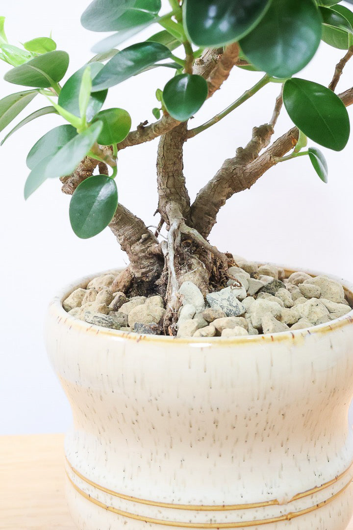 パンダガジュマル　ご希望の商品を選べます  ① パンダガジュマル ご希望の商品を選べます② パンダガジュマル ご希望