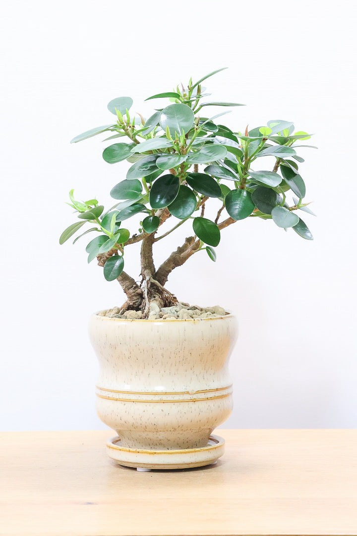 パンダガジュマル パンダガジュマル 062502 販売・通販［詳細ページ］ *tree tree*