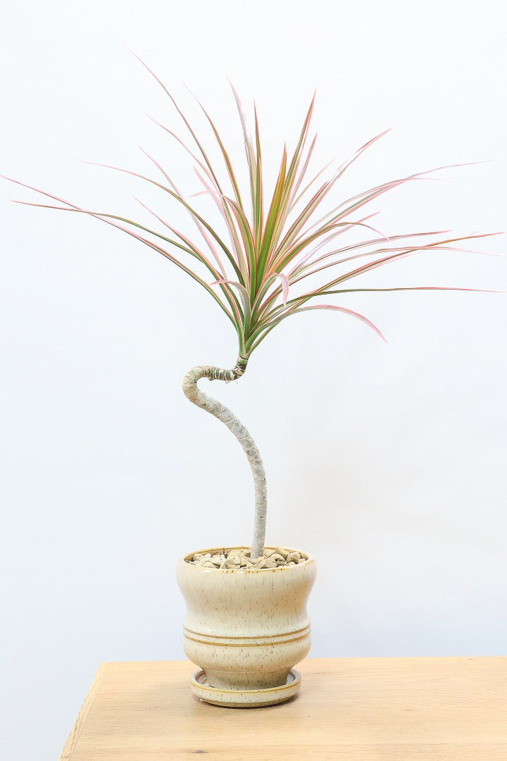 【コンシンネ レインボー】これがラストの在庫です！次回の入荷は未定！かわいいサイズの真っ赤な葉色がとても美しい人気種です！