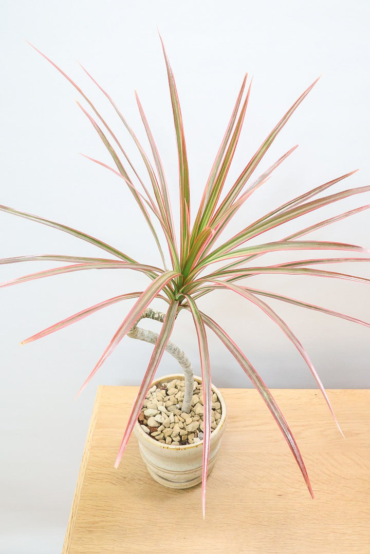 【コンシンネ レインボー】これがラストの在庫です！次回の入荷は未定！かわいいサイズの真っ赤な葉色がとても美しい人気種です！