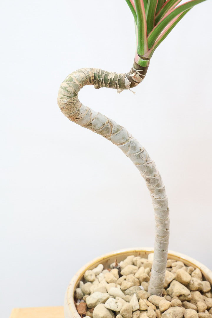 【コンシンネ レインボー】これがラストの在庫です！次回の入荷は未定！かわいいサイズの真っ赤な葉色がとても美しい人気種です！