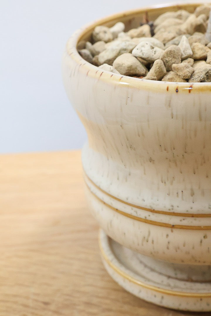 【コンシンネ レインボー】これがラストの在庫です！次回の入荷は未定！かわいいサイズの真っ赤な葉色がとても美しい人気種です！