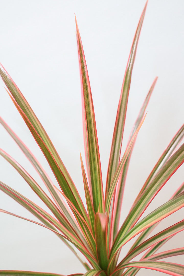 【コンシンネ レインボー】これがラストの在庫です！次回の入荷は未定！かわいいサイズの真っ赤な葉色がとても美しい人気種です！