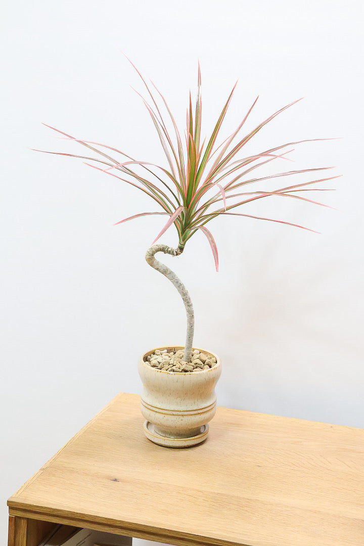 【コンシンネ レインボー】これがラストの在庫です！次回の入荷は未定！かわいいサイズの真っ赤な葉色がとても美しい人気種です！