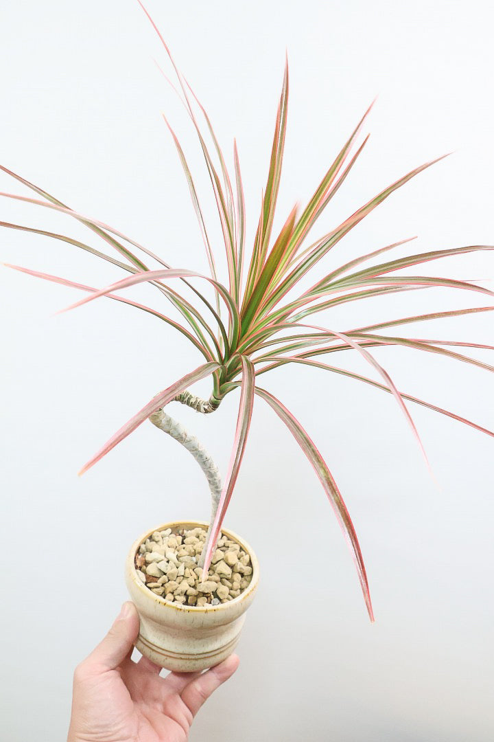 【コンシンネ レインボー】これがラストの在庫です！次回の入荷は未定！かわいいサイズの真っ赤な葉色がとても美しい人気種です！