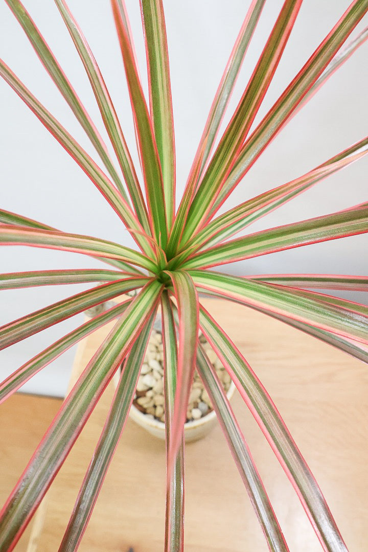 【コンシンネ レインボー】これがラストの在庫です！次回の入荷は未定！かわいいサイズの真っ赤な葉色がとても美しい人気種です！