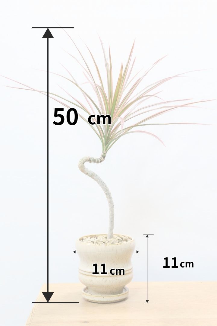 【コンシンネ レインボー】これがラストの在庫です！次回の入荷は未定！かわいいサイズの真っ赤な葉色がとても美しい人気種です！