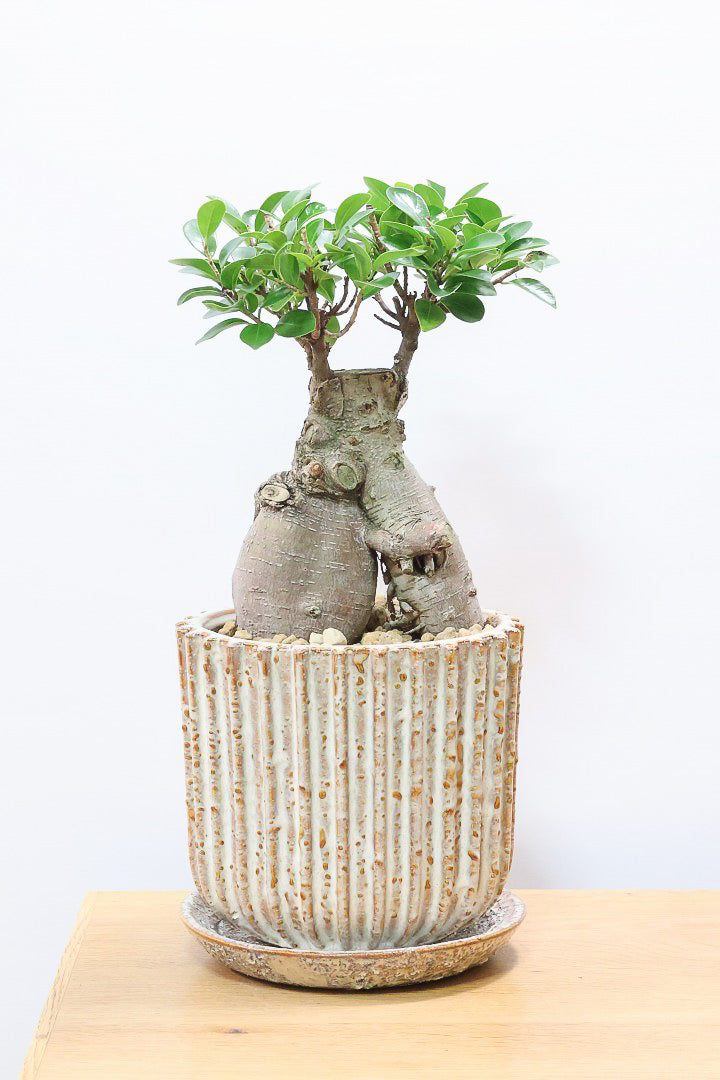 【ガジュマル】幹が人に見えます！仕入れ時に個性的な枝を選んで仕入れてきました！おすすめです！