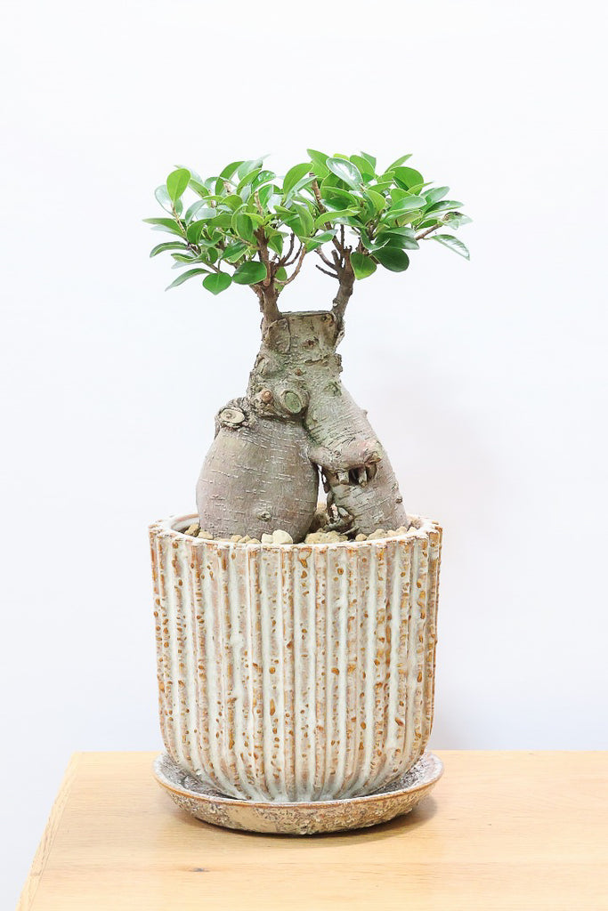 ガジュマルIV61034| 観葉植物の通信販売 | APEGO(アペーゴ)