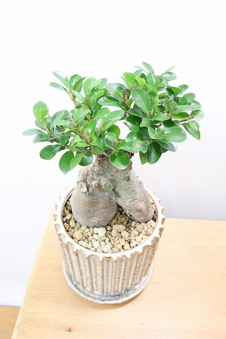 【ガジュマル】幹が人に見えます！仕入れ時に個性的な枝を選んで仕入れてきました！おすすめです！