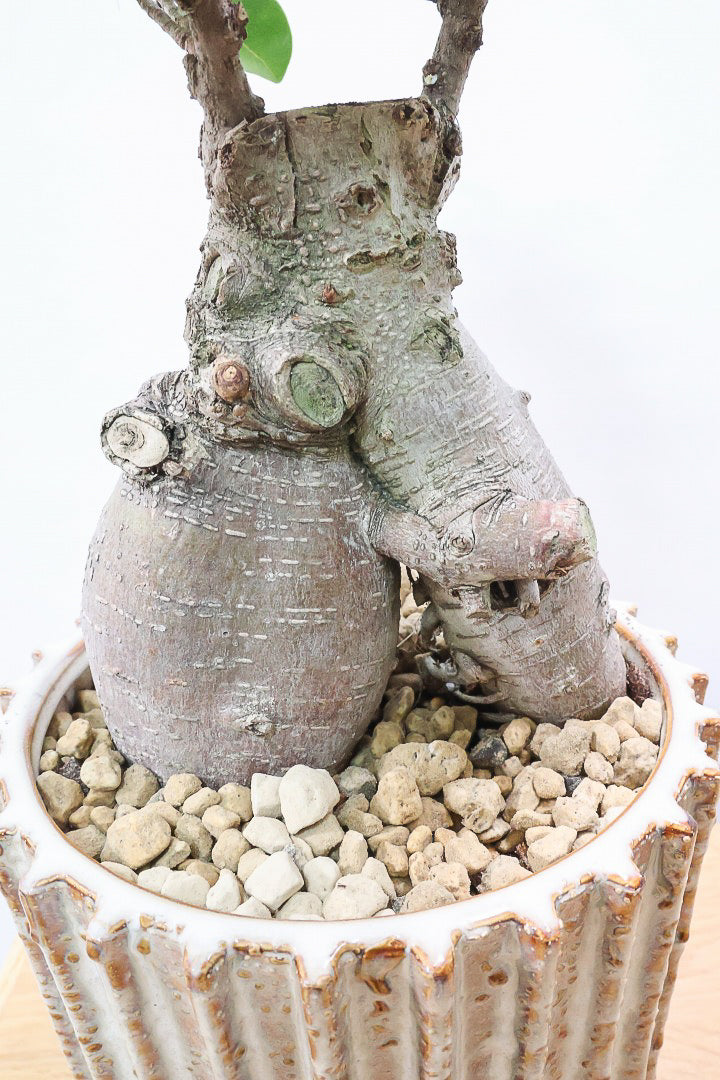 【ガジュマル】幹が人に見えます！仕入れ時に個性的な枝を選んで仕入れてきました！おすすめです！