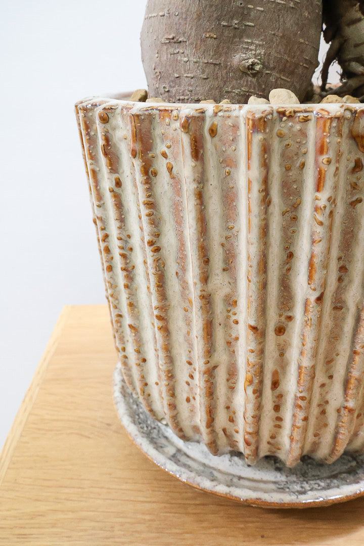 【ガジュマル】幹が人に見えます！仕入れ時に個性的な枝を選んで仕入れてきました！おすすめです！