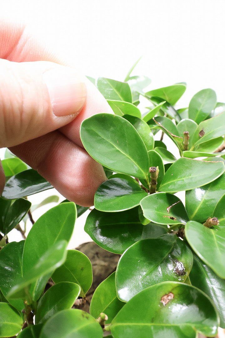 【ガジュマル】幹が人に見えます！仕入れ時に個性的な枝を選んで仕入れてきました！おすすめです！