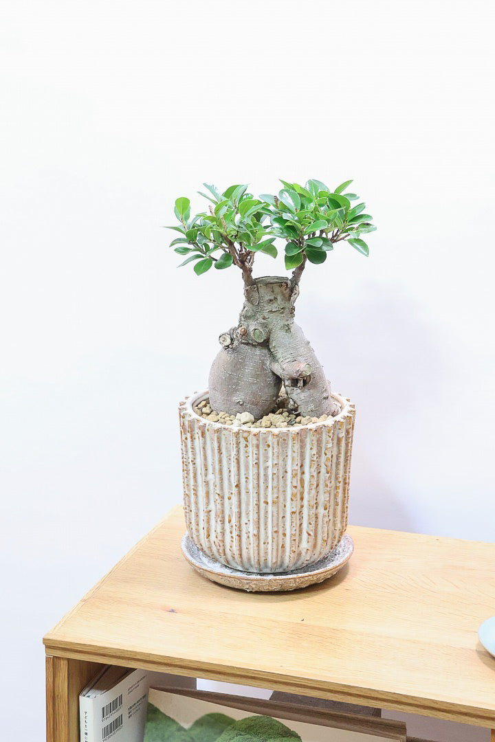 ガジュマルIV61034| 観葉植物の通信販売 | APEGO(アペーゴ)