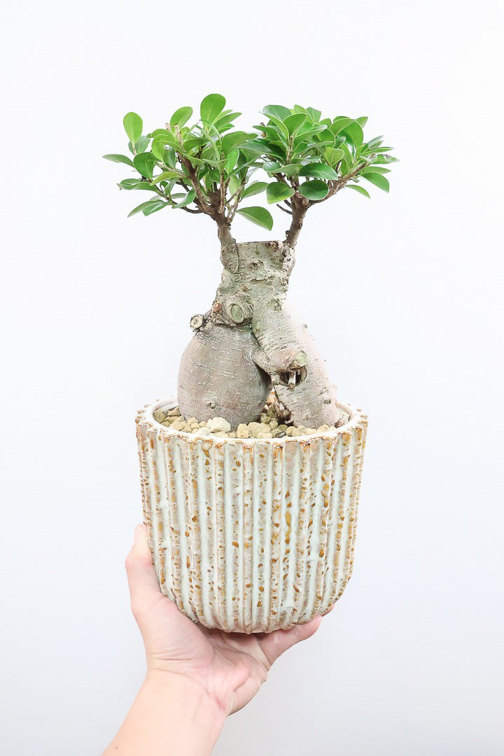 【ガジュマル】幹が人に見えます！仕入れ時に個性的な枝を選んで仕入れてきました！おすすめです！