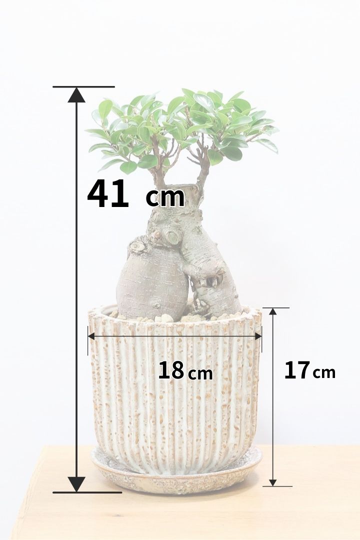 ガジュマル 現品発送 幹太 ガジュマル 浅型鉢 – 鉢人