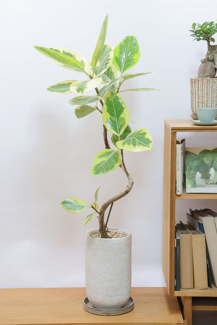 送料無料】フィカス アルテシマ| 観葉植物の通信販売 | APEGO(アペーゴ)