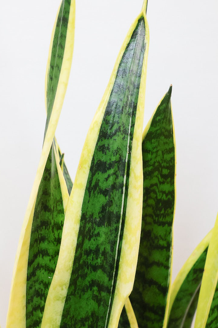 【サンスベリア ローレンティ】丸みのあるかわいいポット！ボリューム満点で存在感がありますので、贈り物にも人気です！