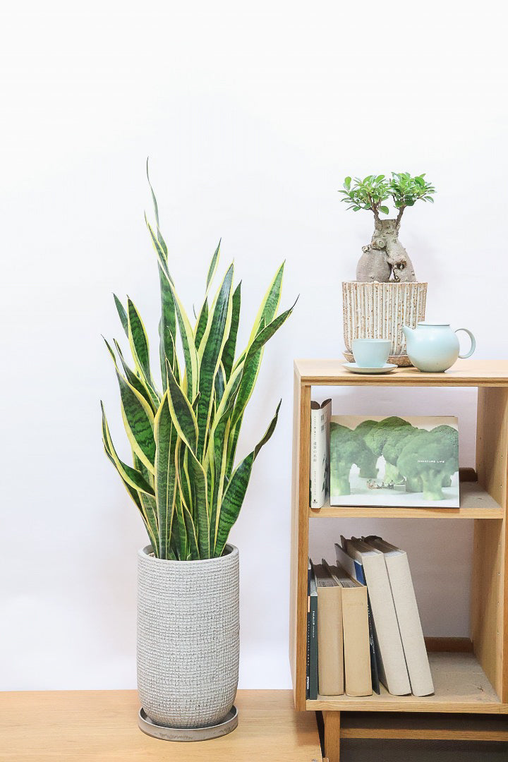 サンスベリア ローレンティIV61037| 観葉植物の通信販売 | APEGO(アペーゴ)