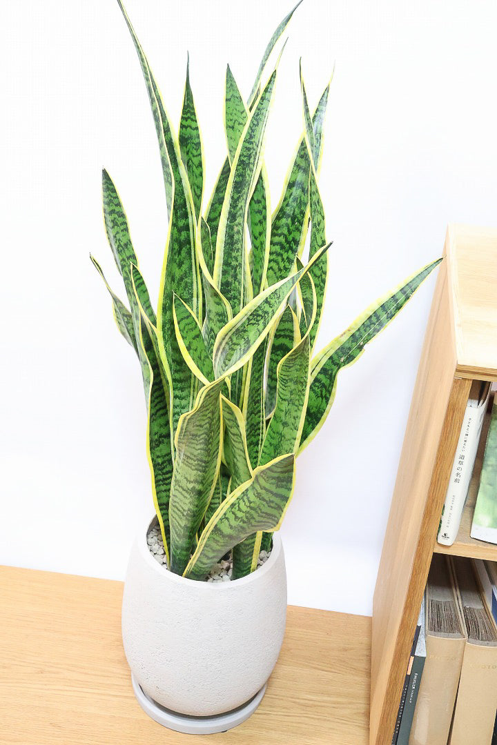 【サンスベリア ローレンティ】丸みのあるかわいいポット！ボリューム満点で存在感がありますので、贈り物にも人気です！