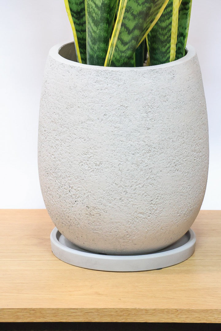 【サンスベリア ローレンティ】丸みのあるかわいいポット！ボリューム満点で存在感がありますので、贈り物にも人気です！