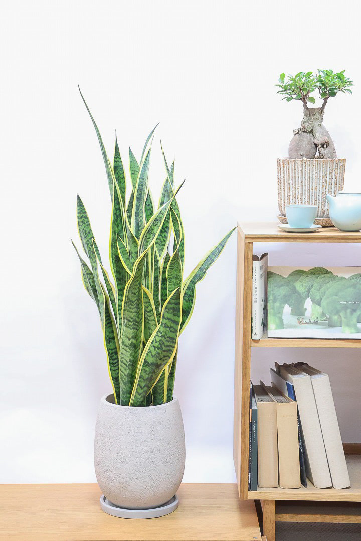 【サンスベリア ローレンティ】丸みのあるかわいいポット！ボリューム満点で存在感がありますので、贈り物にも人気です！