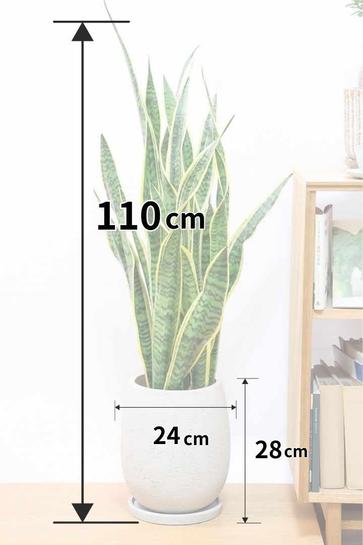 【サンスベリア ローレンティ】丸みのあるかわいいポット！ボリューム満点で存在感がありますので、贈り物にも人気です！