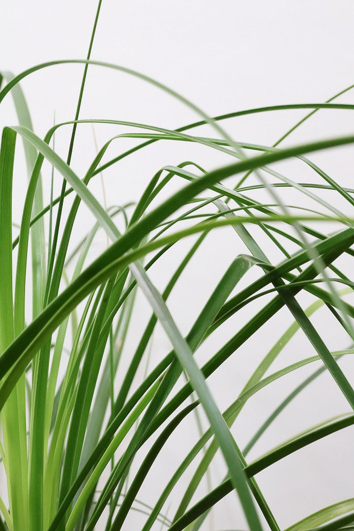 【ノリナ】モンスター級の大きさ！ここまで立派なノリナはめったに出回りませんので、ぜひともこの機会に！