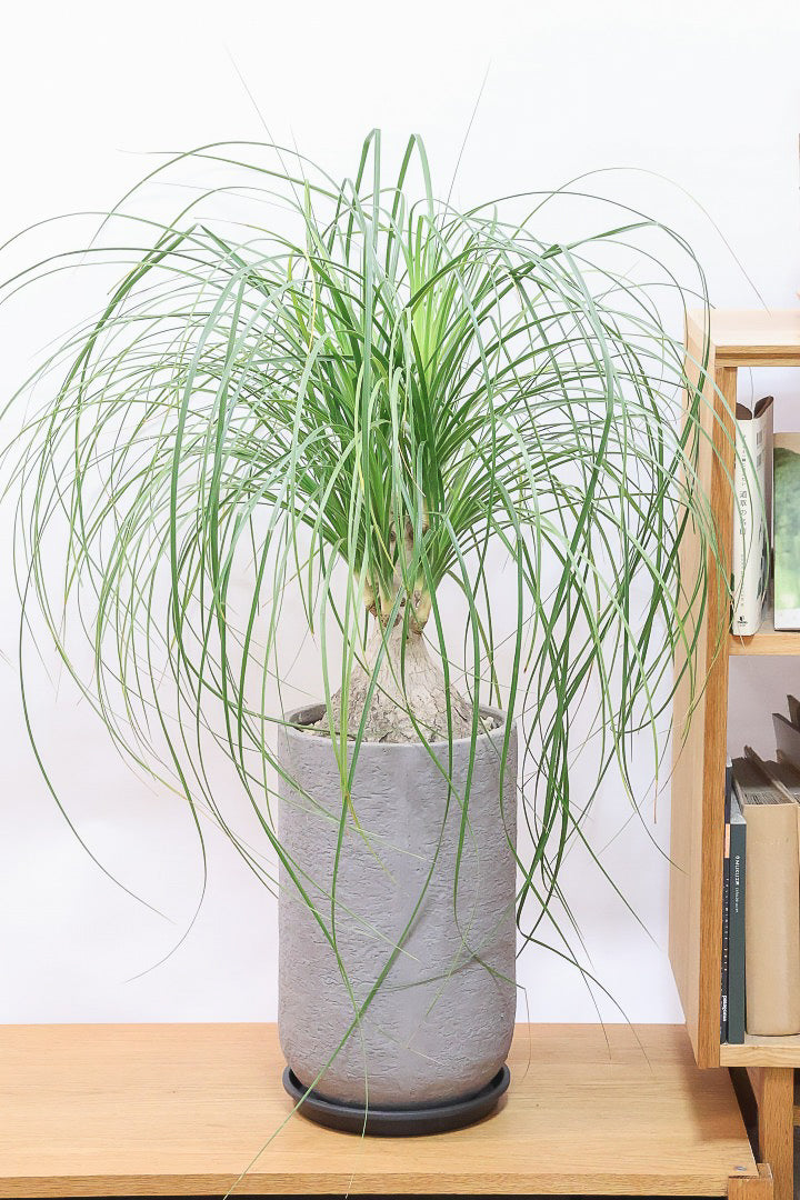 【ノリナ】モンスター級の大きさ！ここまで立派なノリナはめったに出回りませんので、ぜひともこの機会に！