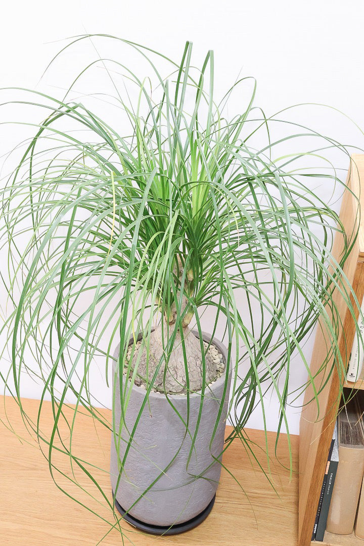 【ノリナ】モンスター級の大きさ！ここまで立派なノリナはめったに出回りませんので、ぜひともこの機会に！