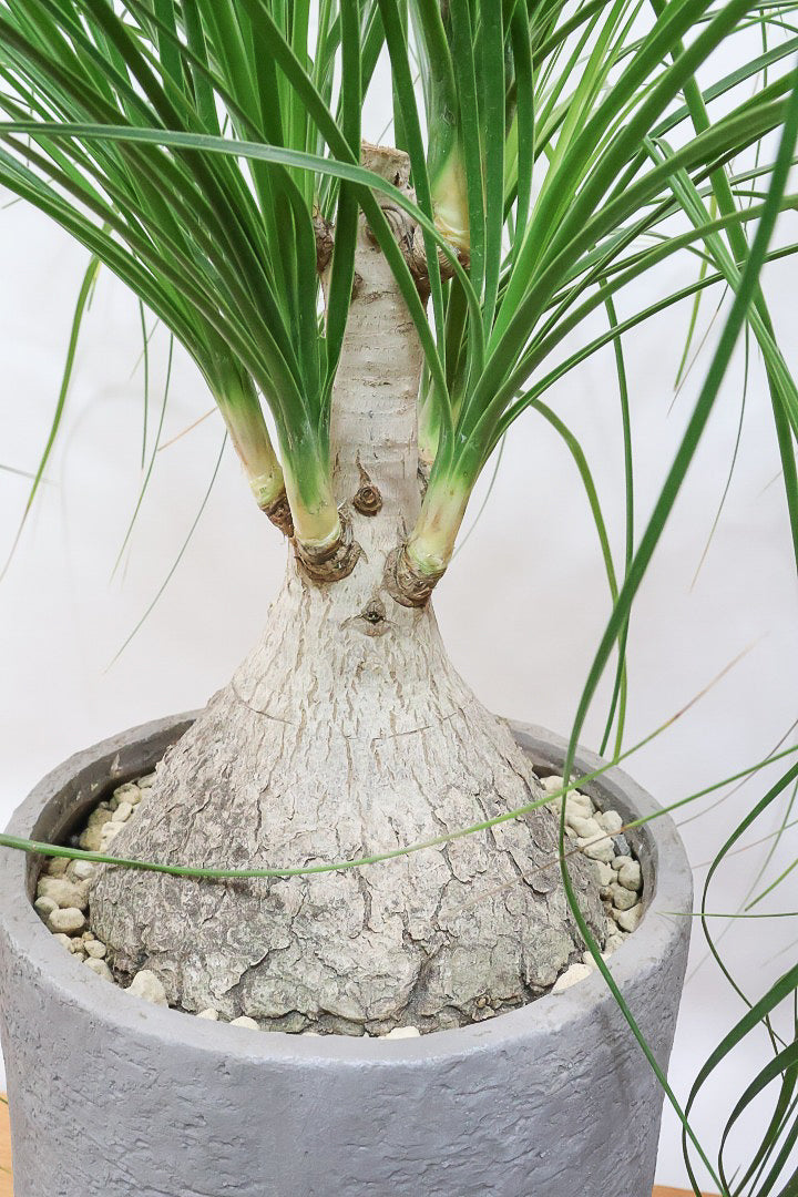 【ノリナ】モンスター級の大きさ！ここまで立派なノリナはめったに出回りませんので、ぜひともこの機会に！