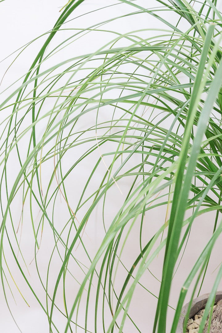 【ノリナ】モンスター級の大きさ！ここまで立派なノリナはめったに出回りませんので、ぜひともこの機会に！