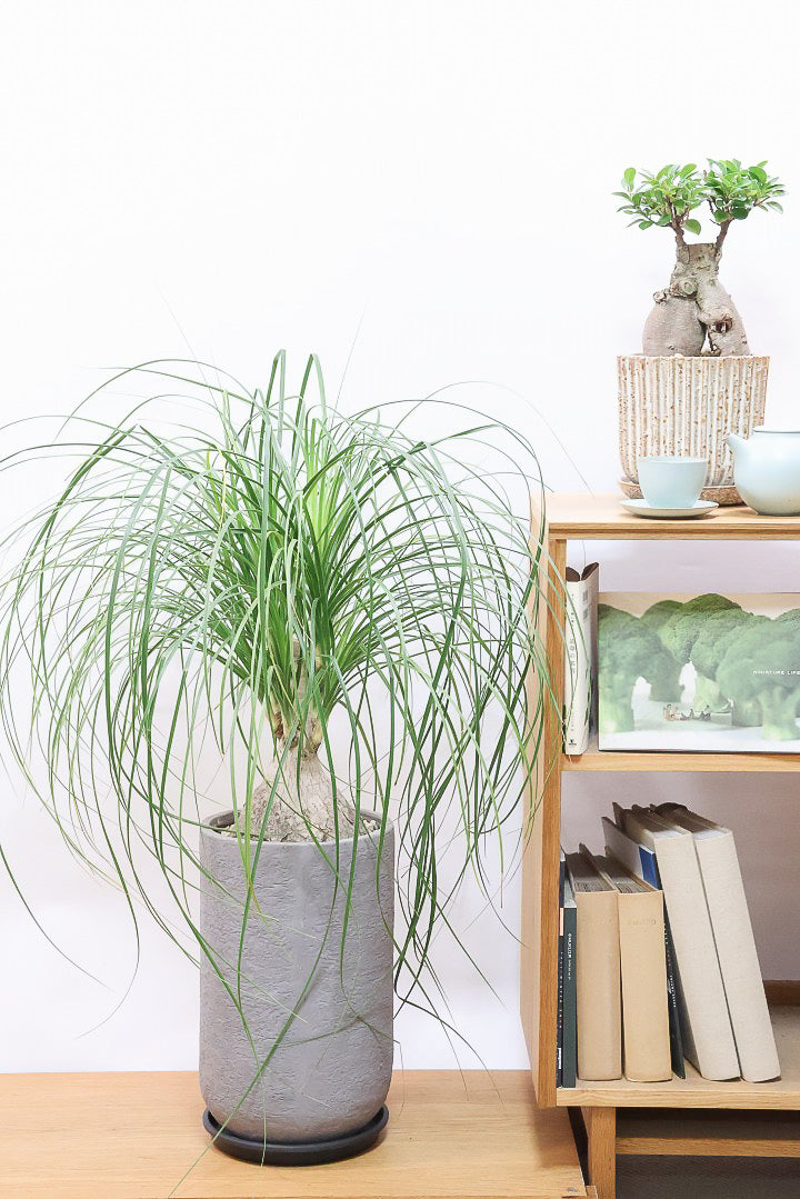 【ノリナ】モンスター級の大きさ！ここまで立派なノリナはめったに出回りませんので、ぜひともこの機会に！