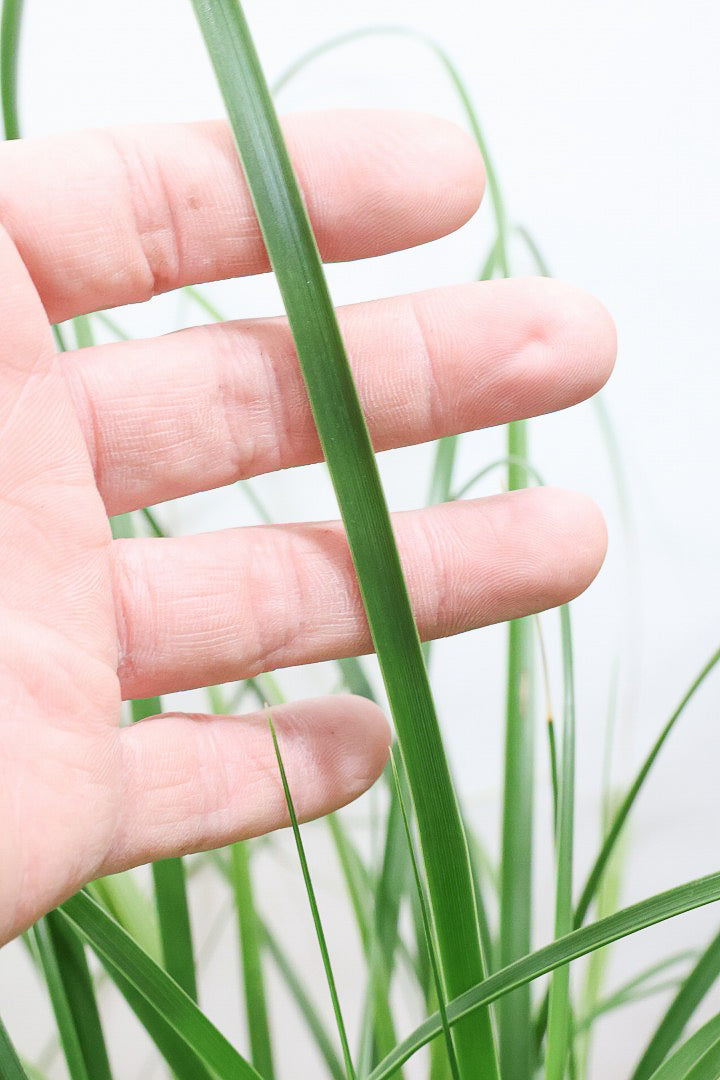 【ノリナ】モンスター級の大きさ！ここまで立派なノリナはめったに出回りませんので、ぜひともこの機会に！