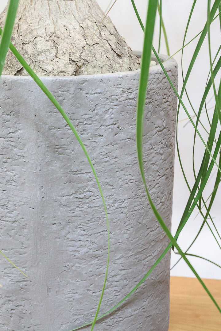 【ノリナ】モンスター級の大きさ！ここまで立派なノリナはめったに出回りませんので、ぜひともこの機会に！