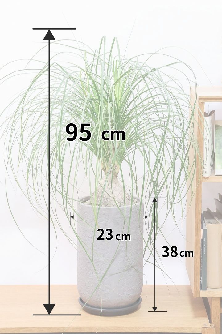 【ノリナ】モンスター級の大きさ！ここまで立派なノリナはめったに出回りませんので、ぜひともこの機会に！