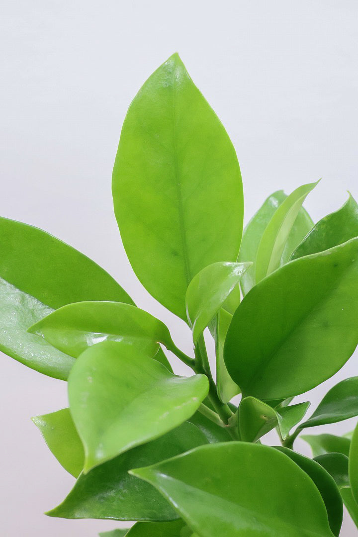 【ファグラエア】温暖な鹿児島県でしっかりと育てられました！個性的な幹も魅力的な人気の観葉植物です！