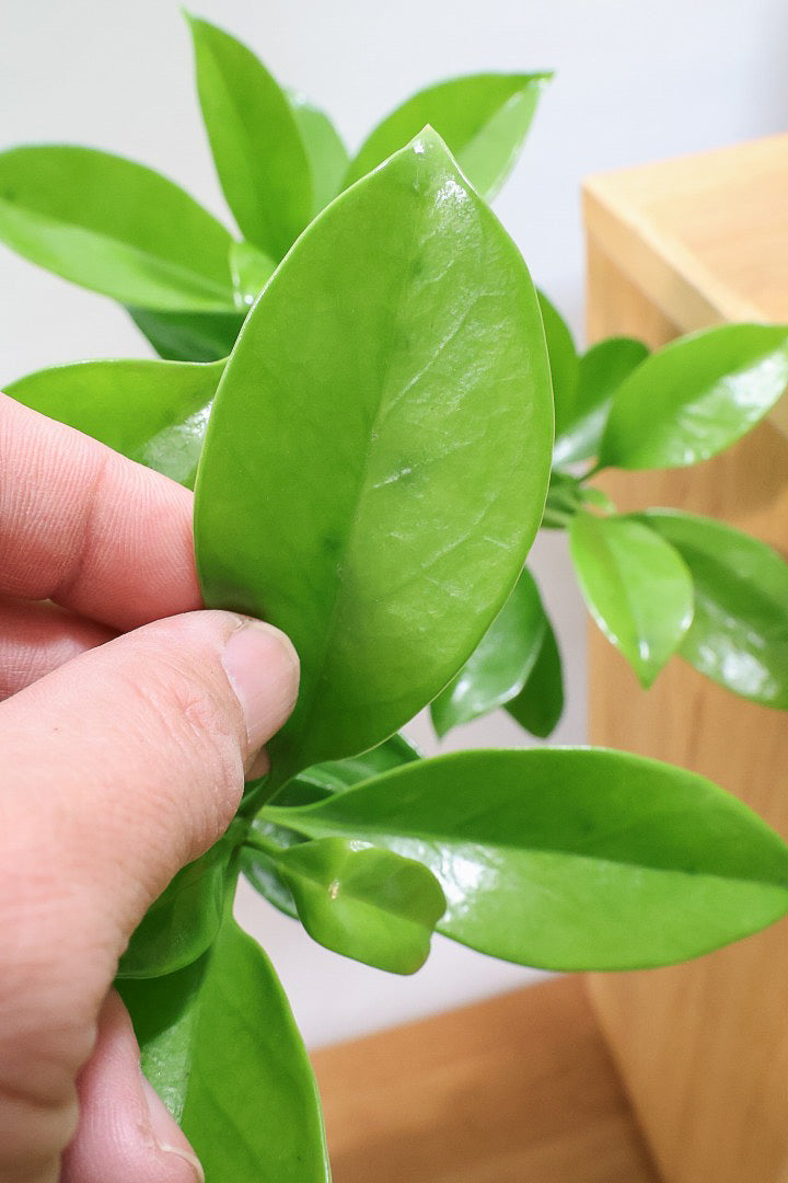 【ファグラエア】温暖な鹿児島県でしっかりと育てられました！個性的な幹も魅力的な人気の観葉植物です！