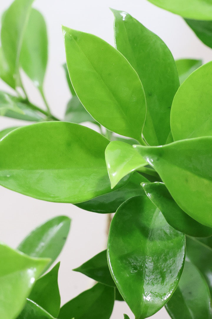 【ファグラエア】温暖な鹿児島県でしっかりと育てられました！個性的な幹も魅力的な人気の観葉植物です！