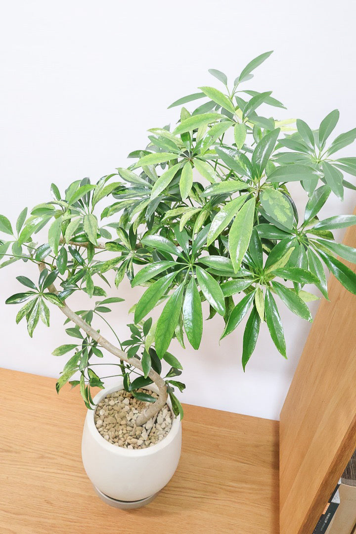 【シェフレラ アッシュフォリア】APEGOでも人気の品種！いい葉色に仕上がっておりますのでオススメです！