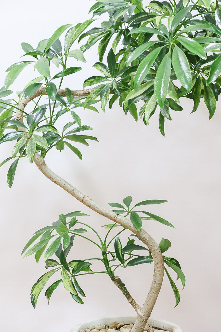 【シェフレラ アッシュフォリア】APEGOでも人気の品種！いい葉色に仕上がっておりますのでオススメです！