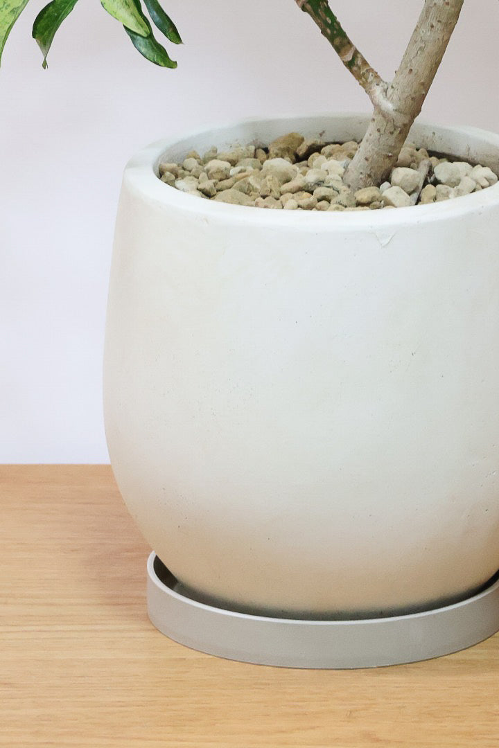 【シェフレラ アッシュフォリア】APEGOでも人気の品種！いい葉色に仕上がっておりますのでオススメです！