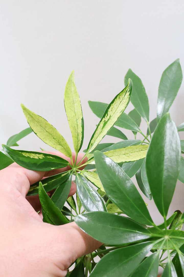 【シェフレラ アッシュフォリア】APEGOでも人気の品種！いい葉色に仕上がっておりますのでオススメです！