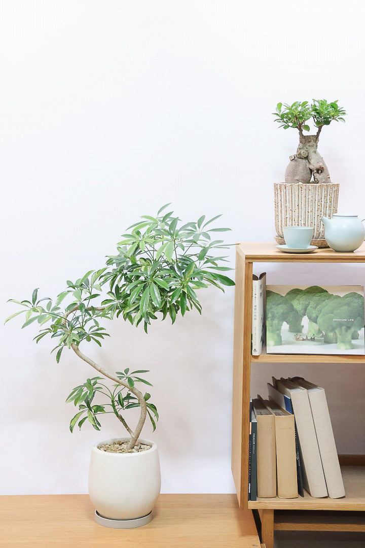 【シェフレラ アッシュフォリア】APEGOでも人気の品種！いい葉色に仕上がっておりますのでオススメです！