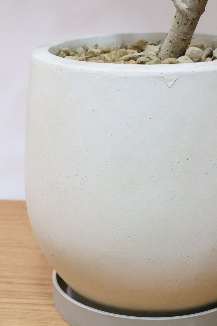 【シェフレラ アッシュフォリア】APEGOでも人気の品種！いい葉色に仕上がっておりますのでオススメです！