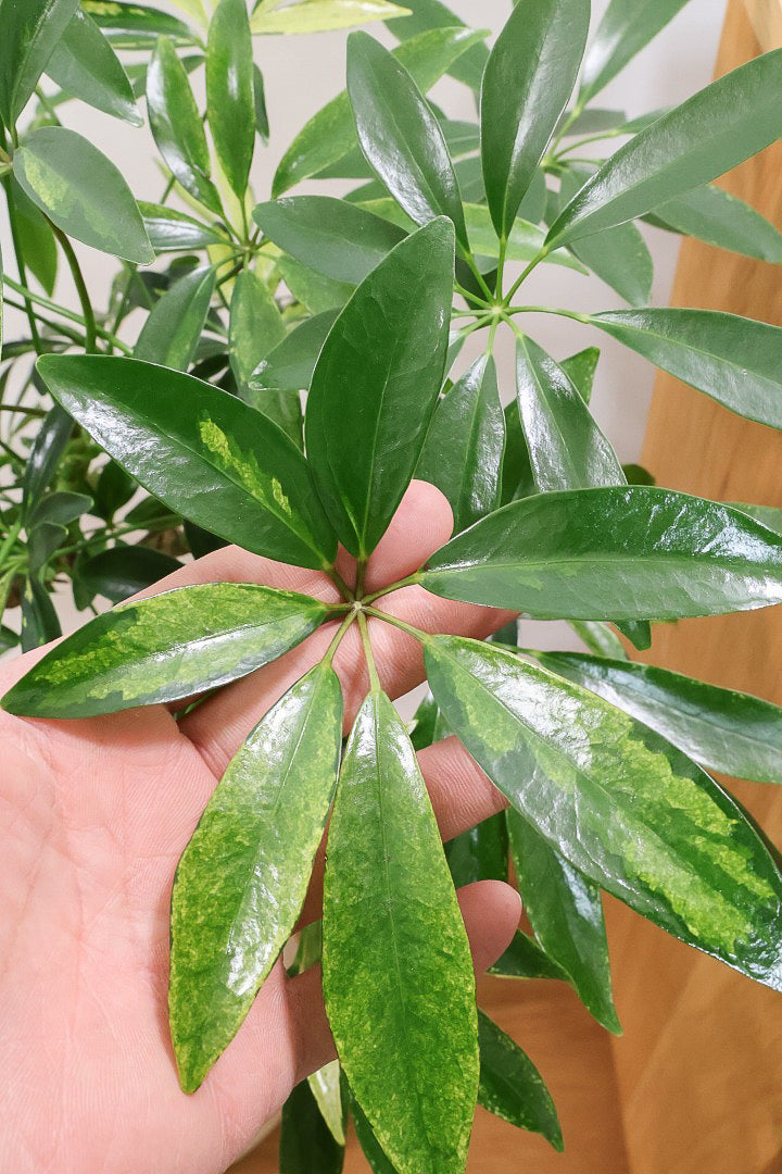 【シェフレラ アッシュフォリア】APEGOでも人気の品種！いい葉色に仕上がっておりますのでオススメです！