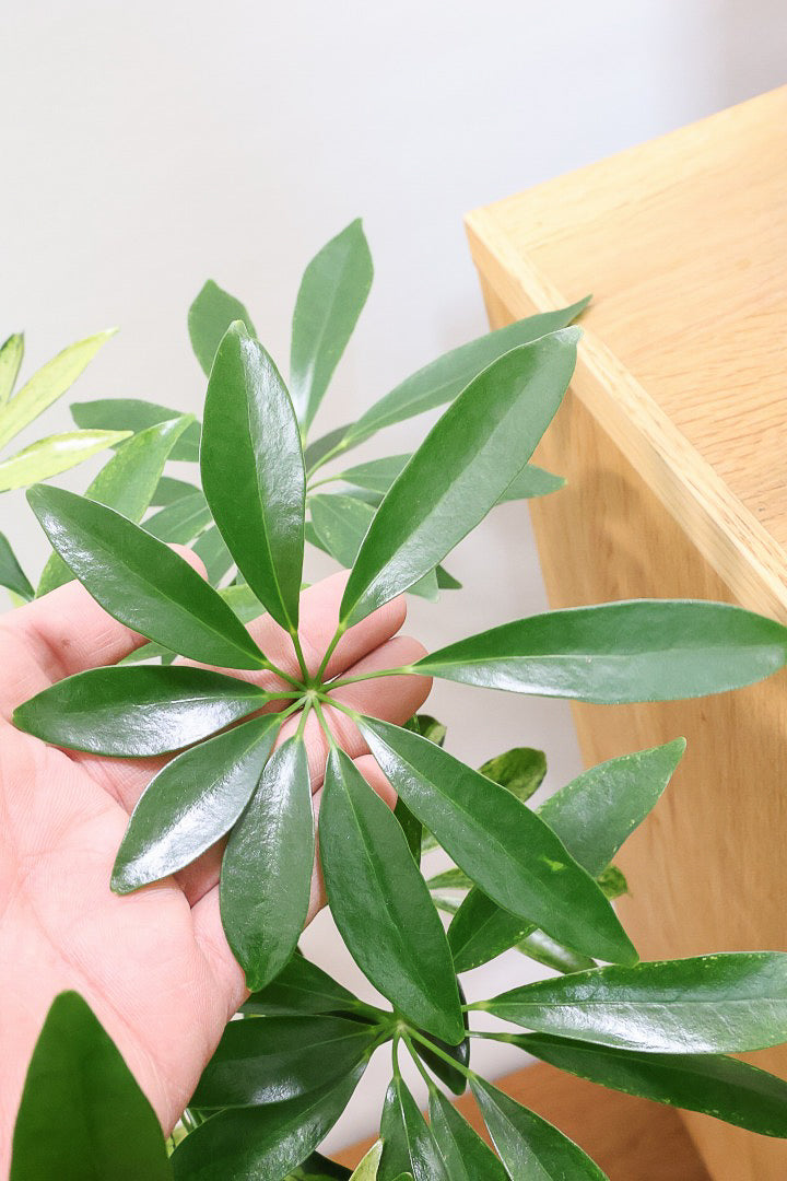 【シェフレラ アッシュフォリア】APEGOでも人気の品種！いい葉色に仕上がっておりますのでオススメです！